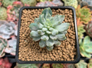 Sedeveria 'Blue Elf' Variegated 1" Succulent Plant