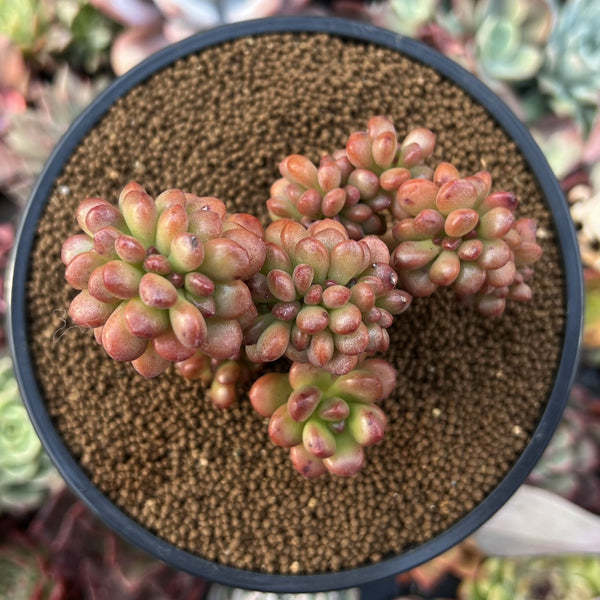 Sedum 'Lucidum Obesum' Crested 4" Succulent Plant