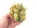 Echeveria Agavoides Crested 4" Succulent Plant