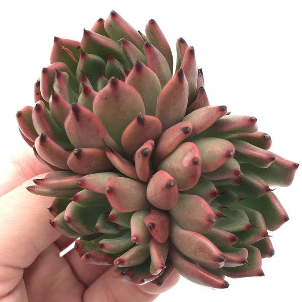 Echeveria 'Golden Bear' Cluster 2"-3" Rare Succulent Plant