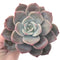 Echeveria 'Bianca' 4" Large Powdery Succulent Plant