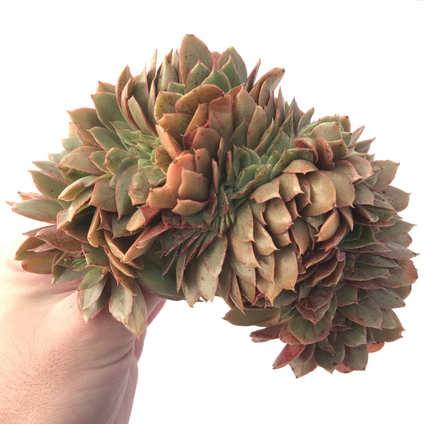 Echeveria 'Jin Cheol Hong' Crested Cluster 5"-6" Succulent Plant