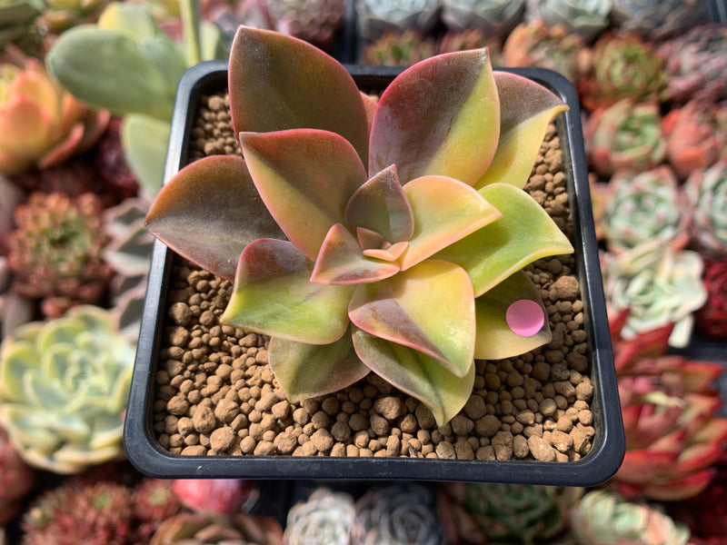 Graptoveria 'Fred Ives' Variegated 3" Succulent Plant