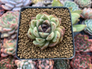 Echeveria Agavoides 'Amethyst' 1"-2" Succulent Plant