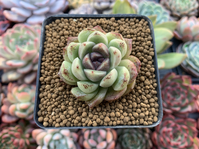 Echeveria Agavoides 'Amethyst' 1"-2" Succulent Plant