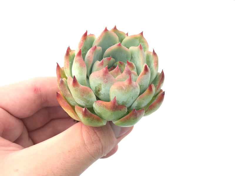 Echeveria cv 'Momotarou' 2" Succulent Plant