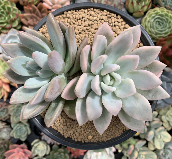 Graptoveria 'Opalina' Variegated 5" Succulent Plant