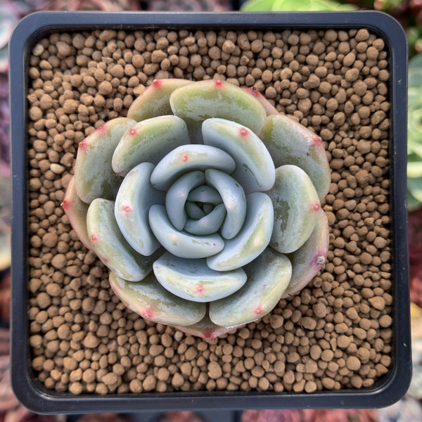 Echeveria 'Lehman' Powdery 1" Succulent Plant