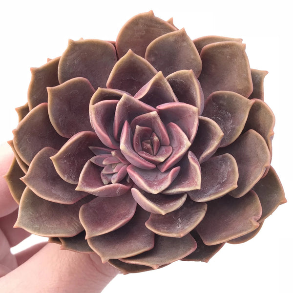 Echeveria Mina 3” Rare Succulent Plant