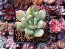 Echeveria 'Pulidonis' Variegated 2" Succulent Plant