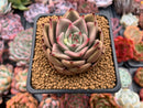 Echeveria Agavoides 'Padma' 3" Succulent Plant