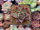 Echeveria Agavoides 'Johnny Walker' 1"-2" Succulent Plant