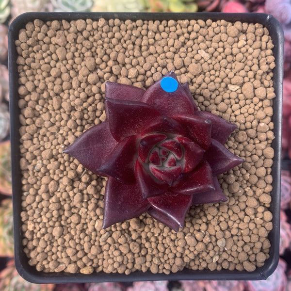 Echeveria Agavoides 'Luming' 3" Succulent Plant