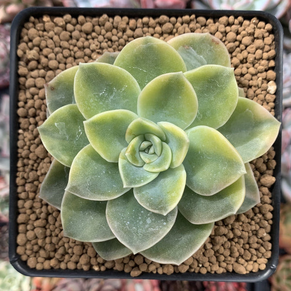 Graptoveria 'Harry Watson' Variegated 4" Succulent Plant