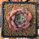 Echeveria 'Salmon' 2" Succulent Plant