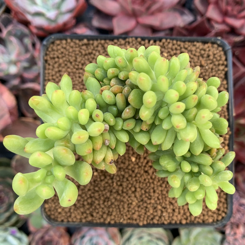 Sedum 'Pachyphyllum' Crested 3" Succulent Plant