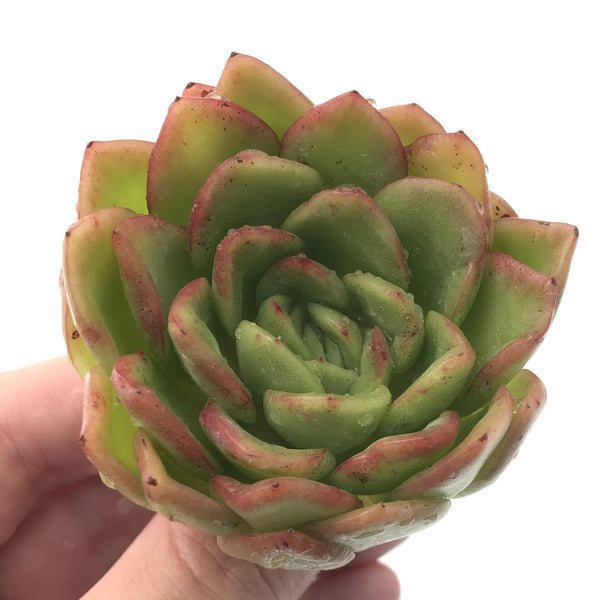 Echeveria Agavoides 'Raja' 2"-3" Rare Succulent Plant