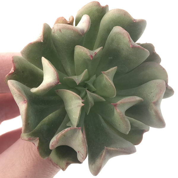 Echeveria 'Black Hawk' 2"-3" Succulent Plant