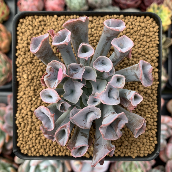 Echeveria 'Trumpet Pinky' 4" Succulent Plant