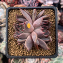 Echeveria Agavoides 'Magic Plot' 2" Succulent Plant