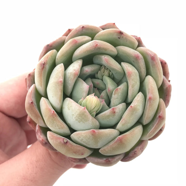 Echeveria ‘Shimoyama Colorata’ 3” Rare Succulent Plant