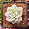 Sedum 'Clavatum' Variegated 2" Succulent Plant