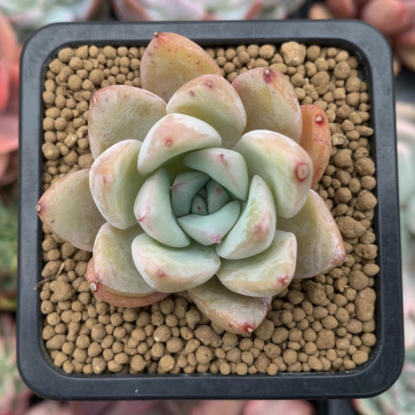 Echeveria 'Chiyo' 1”-2" Succulent Plant