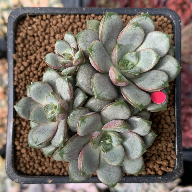 Graptoveria 'Amethorum' 2" Cluster Succulent Plant