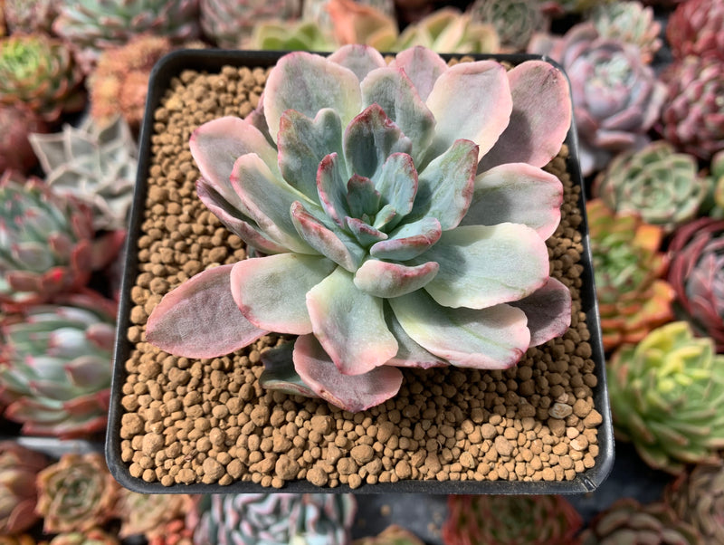 Echeveria 'Holwayi' Variegated 3"-4" Succulent Plant