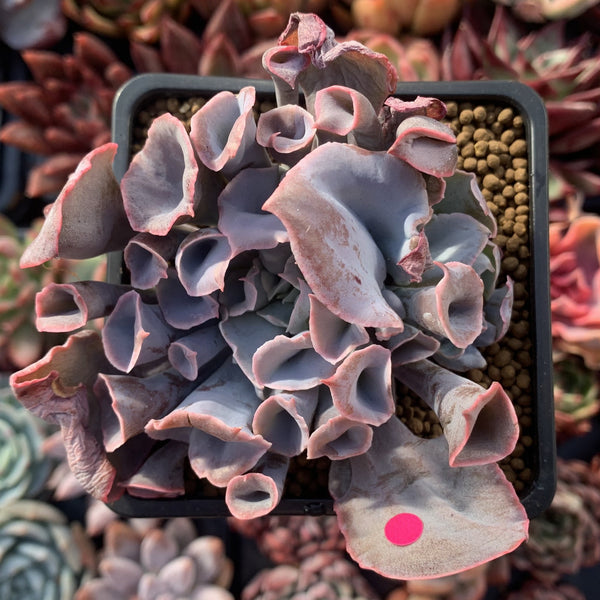 Echeveria 'Trumpet Pinky' 3" Succulent Plant