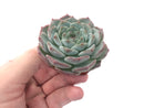 Echeveria 'Helena' Hybrid 2"-3" Powdery Succulent Plant