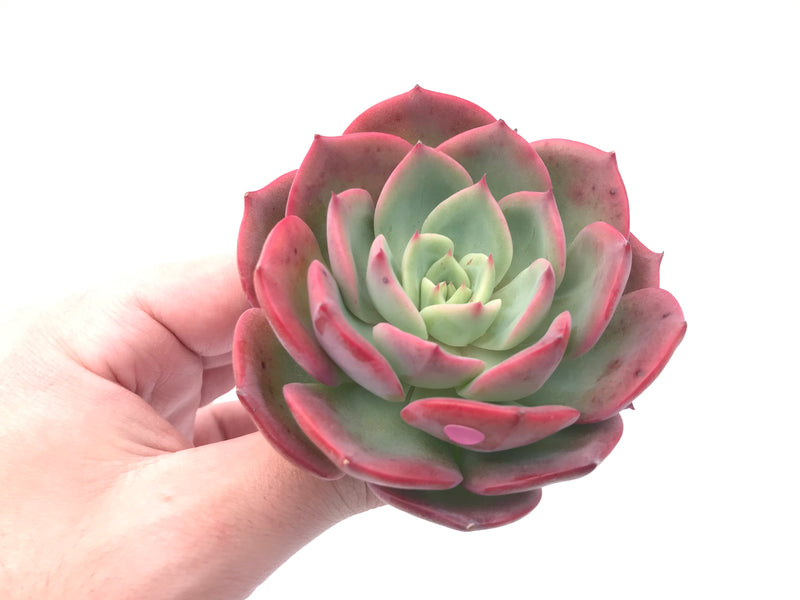 Echeveria ‘Patrisia’ 4” Rare Succulent Plant