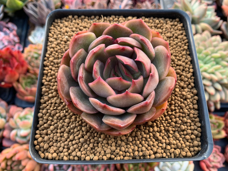 Echeveria sp. 3" Succulent Plant