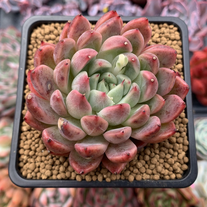 Echeveria Agavoides 'Fanta' 3"-4" New Hybrid (Not E. Cortes) Succulent Plant