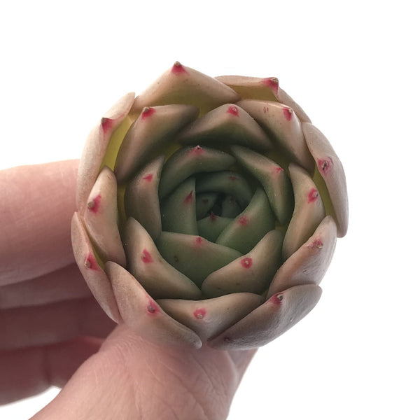 Echeveria Agavoides 'Hongja' New Hybrid 1"-2" Succulent Plant