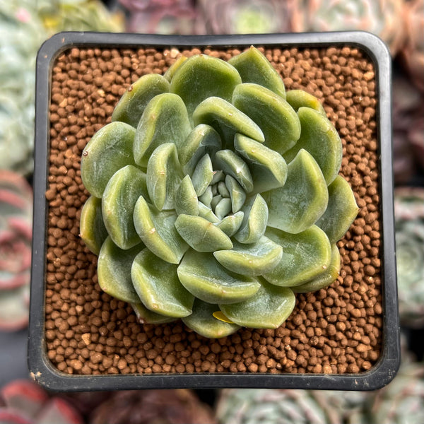 Echeveria 'Bahamas' 2" Air Magic Hybrid Succulent Plant