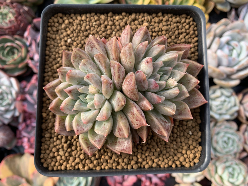 Echeveria 'Moiré' 3-4" Succulent Plant