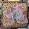 Graptopetalum 'Bainesii' Variegated 2" Succulent Plant