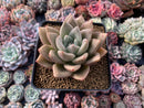 Echeveria Agavoides 'Lydia' 4" Succulent Plant