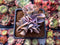 Echeveria 'Perle von Nurnberg' Trumpeting Form (Not Trumpet Pinky) 2" Succulent Plant