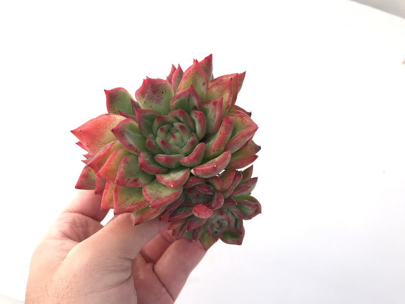 Echeveria Agavoides 'Floriditi' 4" Cluster Succulent Plant