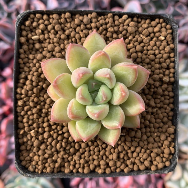 Echeveria 'McCol' 1" Succulent Plant