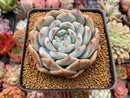 Echeveria 'Orange Monroe' 4" Powdery Succulent Plant