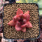 Echeveria Agavoides sp. 1" Succulent Plant