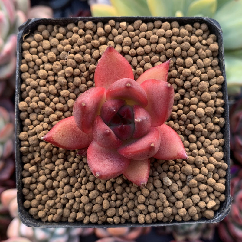 Echeveria Agavoides sp. 1" Succulent Plant