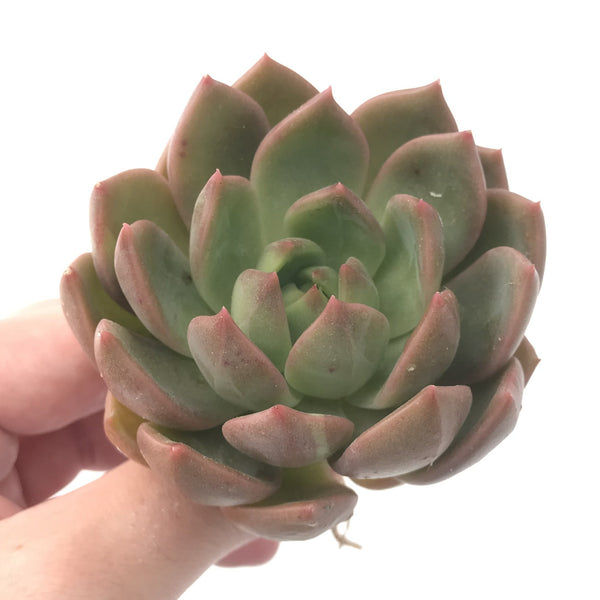 Echeveria Agavoides 'Chimera' 3" Succulent Plant