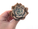 Echeveria 'La Bamba' 3" Succulent Plant