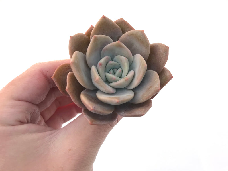 Echeveria 'La Bamba' 3" Succulent Plant