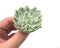 Echeveria 'Angel Liner' Variegated 3" Rare Succulent Plant