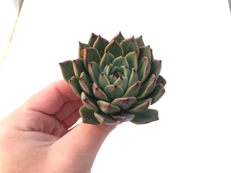 Echeveria Agavoides 'Ebony' x 'Zaragoza' Hybrid 3" Succulent Plant